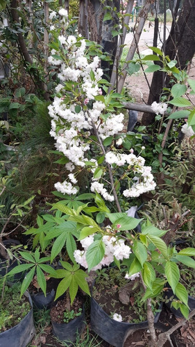 De Semillas Cerezo Japones Sakura-shogetsu Flor Blanca Envio