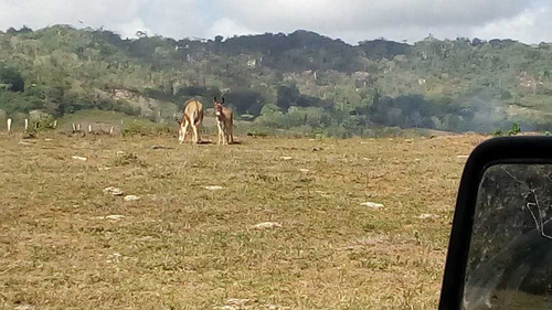Imagen 2 de 30 de Finca En Mirimire Estado Falcon De 941 Hectáreas