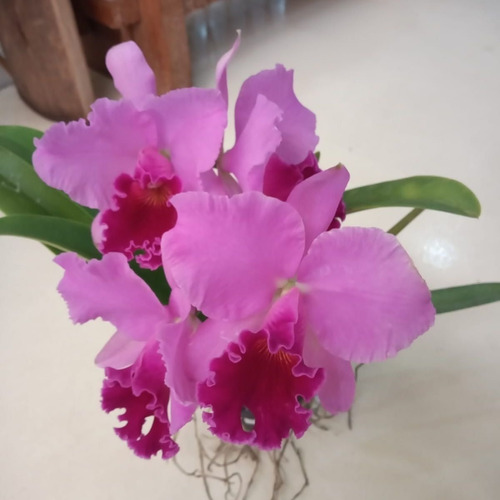 Orquídea Flor Grande Rlc. Agatha Summer X Cattleya Horace
