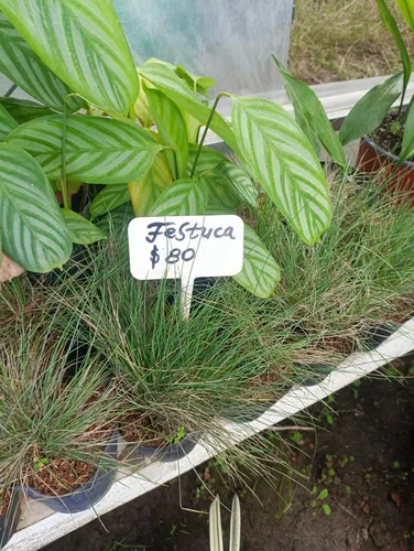 Planta Pasto Azul Festuca Glauca