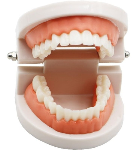 Modelo Arcada Dental - Estudio Y Enseñanza - Incluye Cepillo