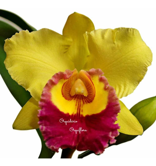 Orquidea Cattleya Amarela | MercadoLivre 📦
