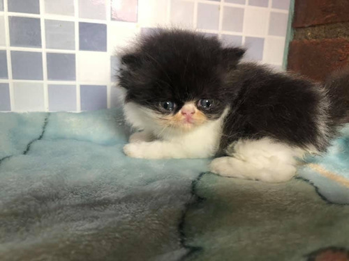 Gatos Persa Extremo Listos Para Entrega
