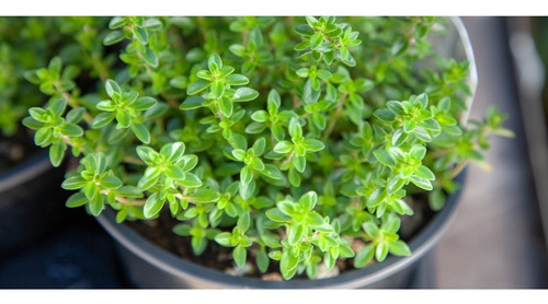 Semillas De Aromáticas Huerta Varias - Sobre