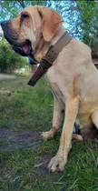 Comprar Últimas Cachorras Fila Brasilero