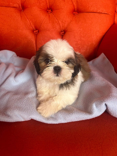 Shih Tzu