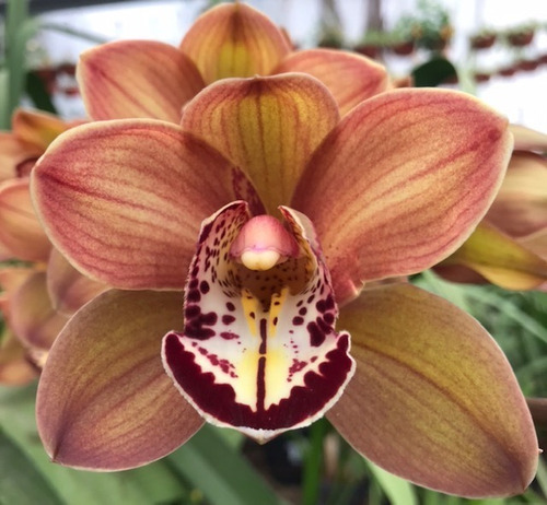 Imagen 6 de 10 de Orquideas Cymbidium 3 Plantas Jovenes, Envio Gratis