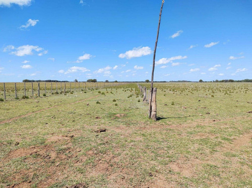 Imagen 6 de 19 de Campo De 95 Has En Ataliva Roca -la Pampa