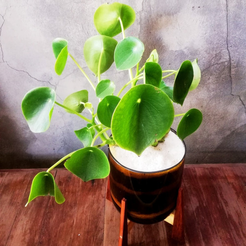 Planta Interior Cuchara Little Terrario 16 Con Soporte