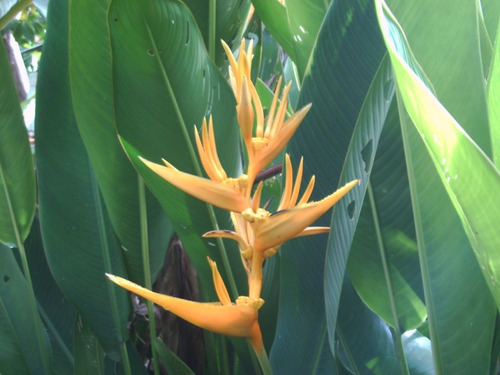 Heliconias. Plantas De Jardín