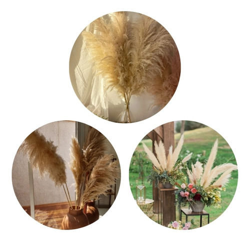  6 Pluma Capim Dos Pampas Natural,60 Cm,últimas Unidades.