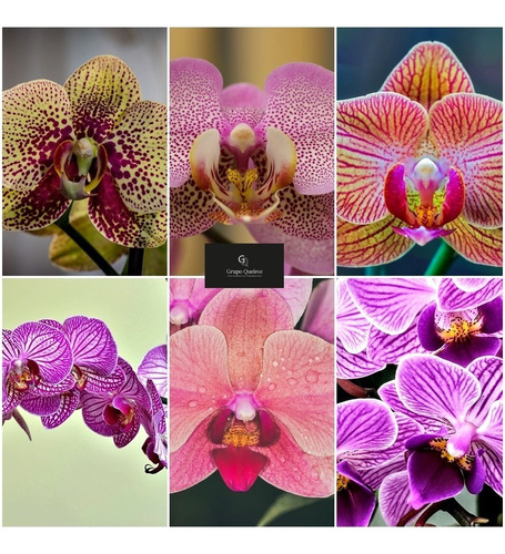 05 Mudas De Orquidea Phalaenopsis Promoção No Vaso | Parcelamento sem juros