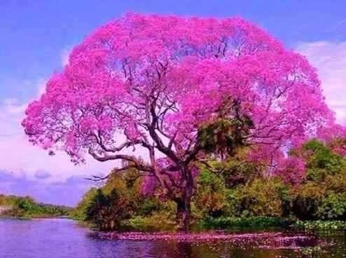 240 Sementes Jacarandá Azul Ipê Rosa Vermelho P Mudas Flores | Parcelamento  sem juros