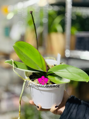 Kit 2 Orquídeas Phalaenopsis Adulta Flor Promoção Mais Pinus | Parcelamento  sem juros