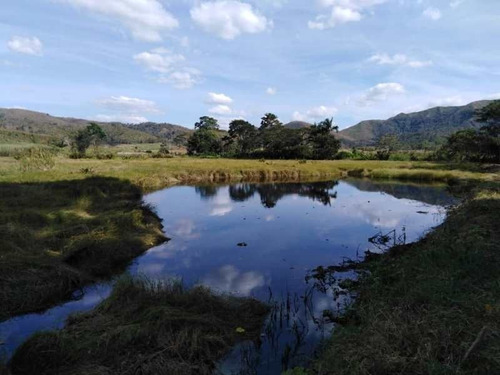 Imagen 2 de 15 de Belklia/ofrece Finca 242h.a ,pista Aterrizaje Carabobo (yol)