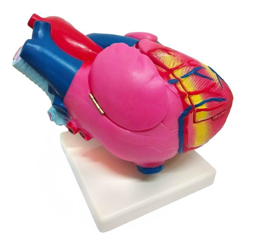 Modelo Anatómico De Corazón Mediano