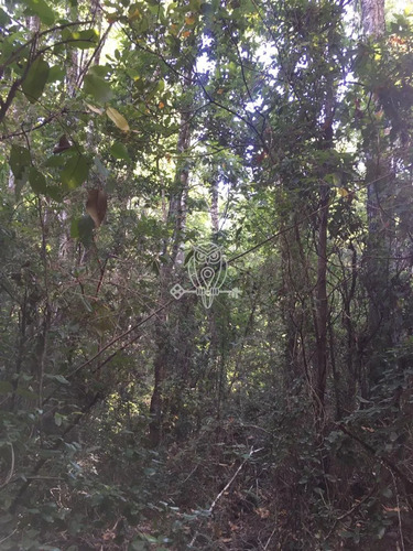 Parcela En Venta Orilla Rio Liucura En Pucón