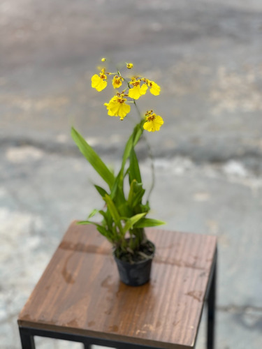 1 Muda Orquídeas Oncidium Chuva De Ouro Adulta Flor Amarela | MercadoLivre