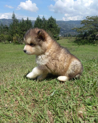 Alaska Malamute