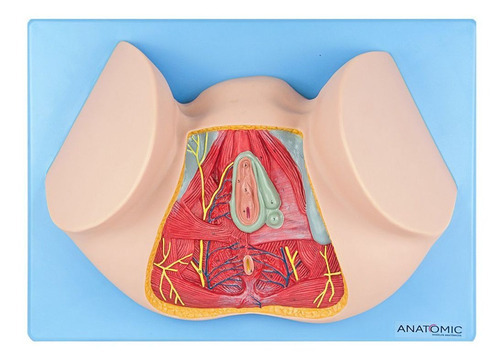 Modelo Anatômico Assoalho Pélvico Feminino Anatomic