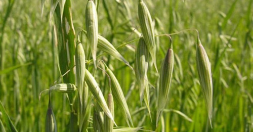 1 Kilo De Semilla De Avena Forrajera Organica