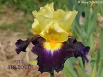 Comprar 1 Rizoma De Lirios Barbados O Iris Germanica Tel Arlequin !!