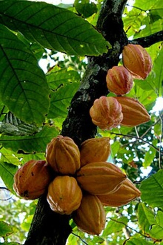 Planta De Cacao