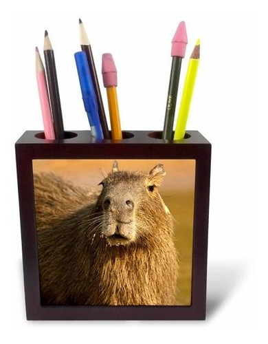 3drose Ph 85720 1 Brasil, Capybara Wildlife In The Jungle-sa