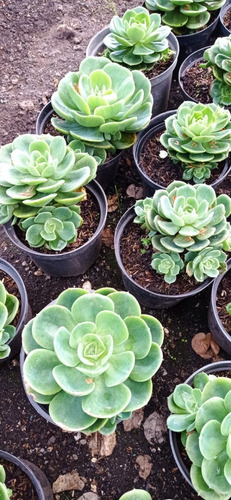 Suculenta Echeveria Mediana