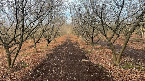 Agrícola En Venta En Gorbea