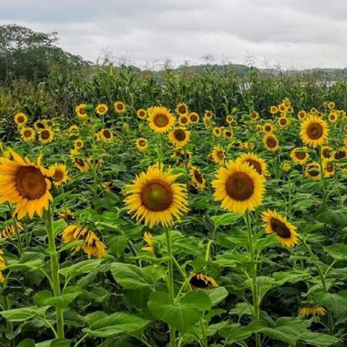 Semillas Orgánicas Girasol Oaxaca