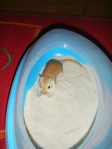 Imagen 3 de 8 de Arena Chinchilla Baño Roedores Jerbos Hamsters Sustrato X1