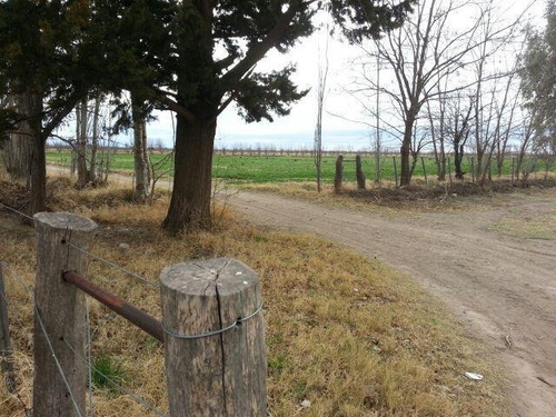 Imagen 22 de 30 de Finca De 62 Ha - General Alvear- Mendoza