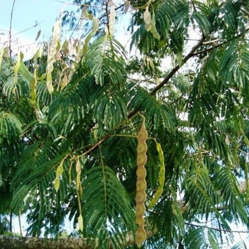 1000 Sementes P Muda Angico Branco Cerrado Praça Jardim Faz