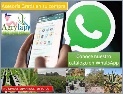 100gr Mistico Pimetrozina Insecticida Para Pulgon
