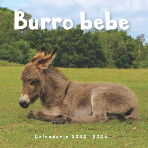 Libro: Burro Bebe Calendario: Calendario Øøx8.5øø - Regalos 