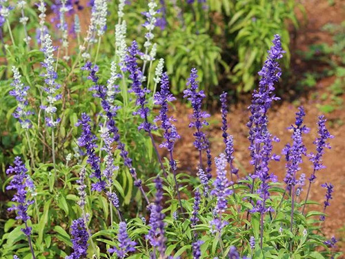 Salvia Farinacea Azul Vitoria/ 100mg De Sementes