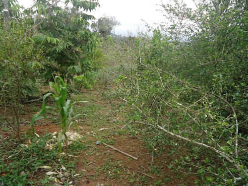 Imagem 10 de 13 de Boa Chácara Bairro Puris 1640,00m2