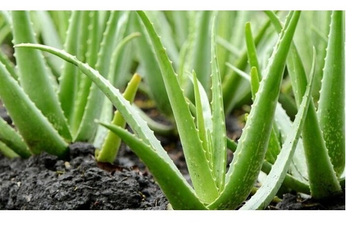 1 Mini Muda De Babosa Aloe E Vera Suculentas Capilar Pele | MercadoLivre