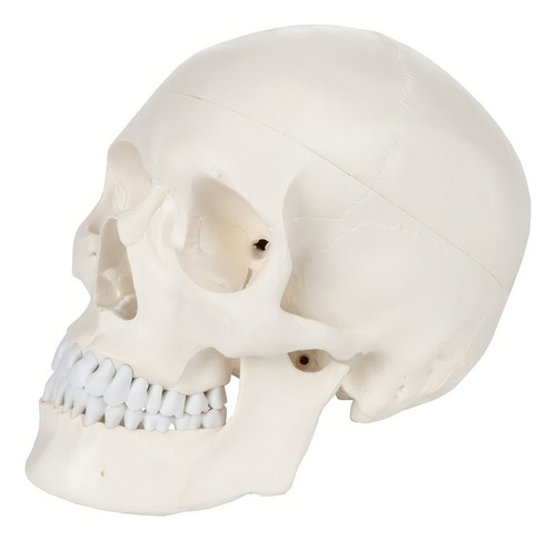 Yi Modelo De Calavera 1:1 Cabeza Cráneo Humano Anatomía