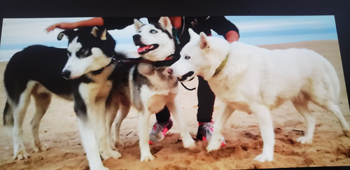 Husky Siberianos 