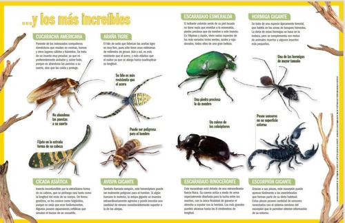 Colección De Insectos