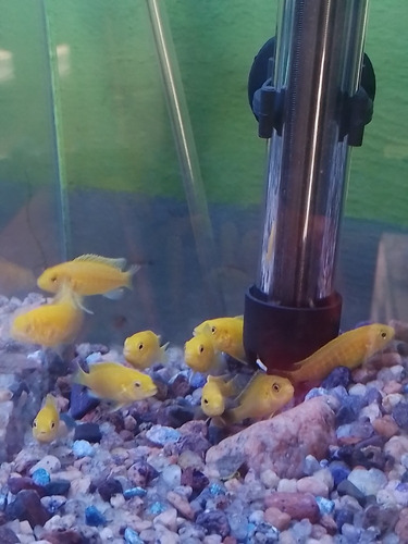Peces Africanos Limón