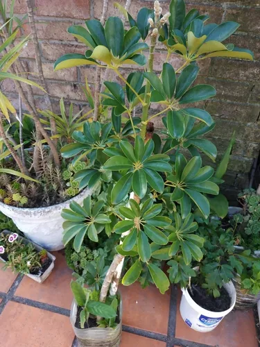 Planta Schiflera Lisa Grande 1,60 Mts. Aprox