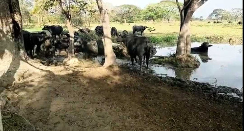 Tierras Privadas En Cojedes, Aptas Para La Cría De Búfalo. Vegas.