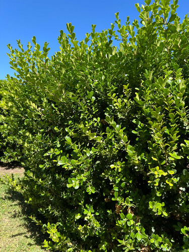 X3 Buxus Cerco Vivo Perimetral - Arbustos - Plantas