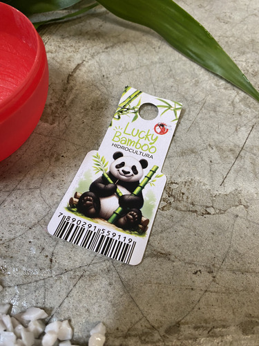 Lucky Bambu Da Sorte Hidrocultura Prosperidade Boa Energia
