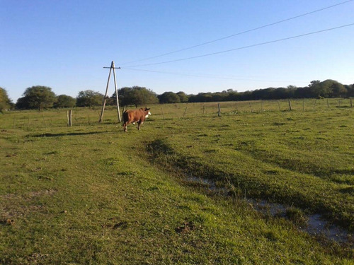 Venta Campo Ganadero 462hs- La Camila, San Justo 