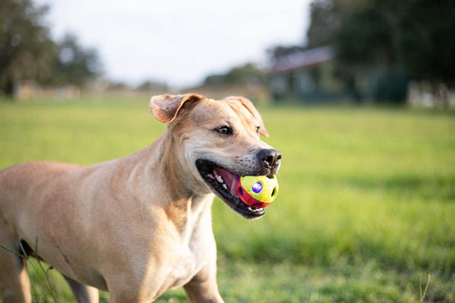 Dog Toy Nerf Dog Led Bash Ball 6,35 Cm De Diâmetro Vermelha/