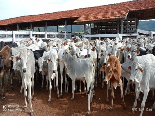Fazenda À Venda Em Echaporã/sp - Fa00122 - 69026868